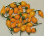 YELLOW Biquinho Pepper  (live PLANTS) SWEET TEARDROP , - Caribbean garden seed