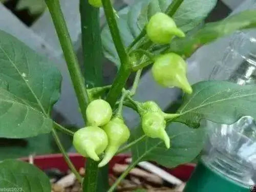 YELLOW Biquinho Pepper  (live PLANTS) SWEET TEARDROP , - Caribbean garden seed