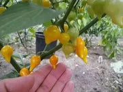 YELLOW Biquinho Pepper  (live PLANTS) SWEET TEARDROP , - Caribbean garden seed