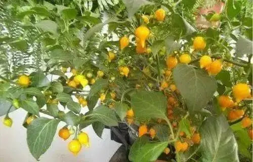 YELLOW Biquinho Pepper  (live PLANTS) SWEET TEARDROP , - Caribbean garden seed