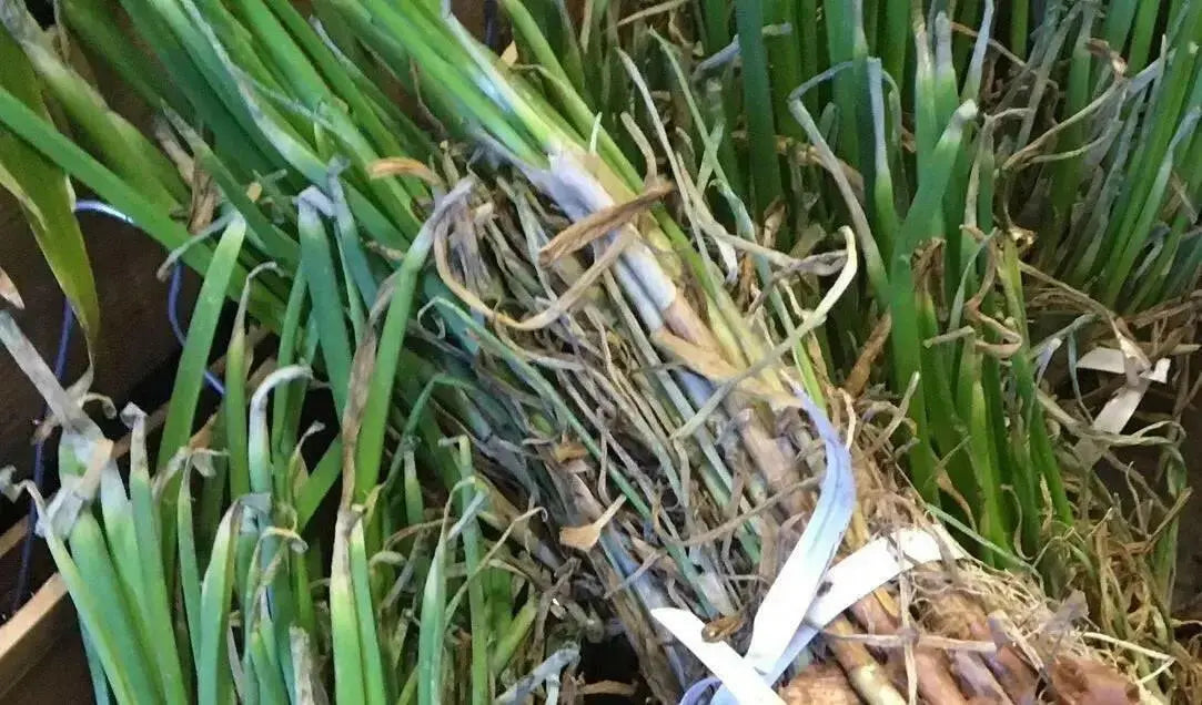 Yellow Granex Onion Plants- ,Sweet, mild flavor ,Bolt resistant,Short day - Caribbean garden seed