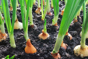 Yellow Granex Onion Plants- ,Sweet, mild flavor ,Bolt resistant,Short day - Caribbean garden seed