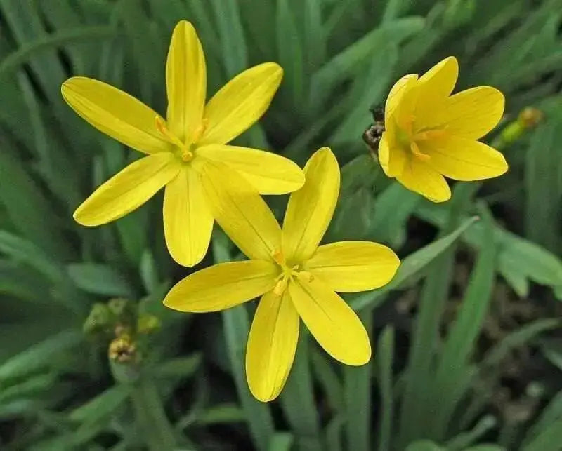 Yellow eye Grass (Sisyrinchium californicum) Golden-eyed Grass - Caribbean garden seed