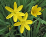 Yellow eye Grass (Sisyrinchium californicum) Golden-eyed Grass - Caribbean garden seed