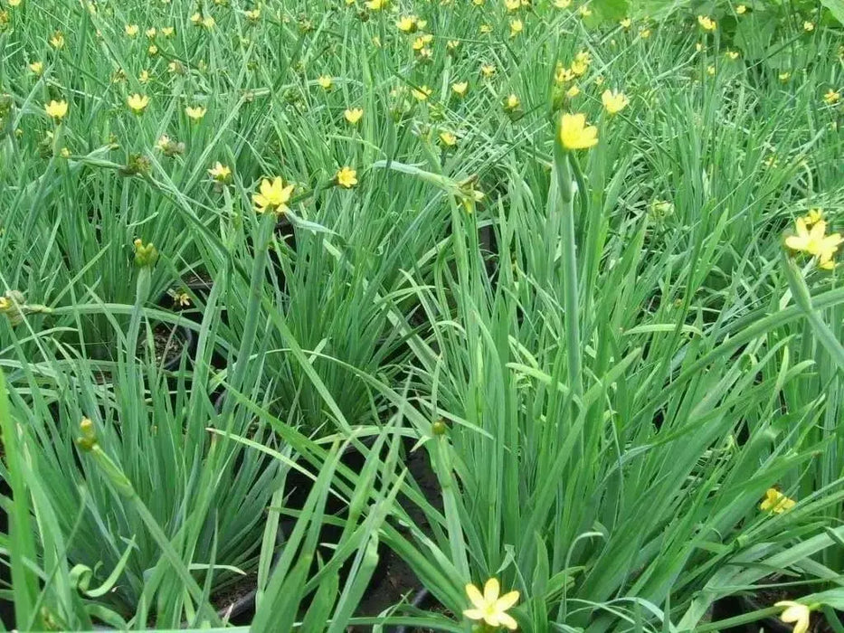Yellow eye Grass (Sisyrinchium californicum) Golden-eyed Grass - Caribbean garden seed