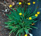 Yellow eye Grass (Sisyrinchium californicum) Golden-eyed Grass - Caribbean garden seed