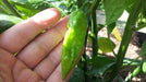 YELLOW FATALII CHILI Seeds ( Capsicum chinense) ,Extremely Hot - Caribbean garden seed