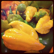YELLOW FATALII CHILI Seeds ( Capsicum chinense) ,Extremely Hot - Caribbean garden seed