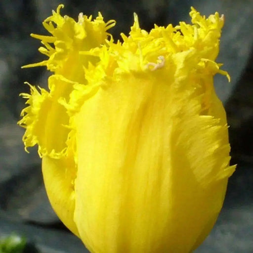 YELLOW Fringed Tulip ( 'Hamilton') BULBS ,FALL PLANTING - Caribbean garden seed