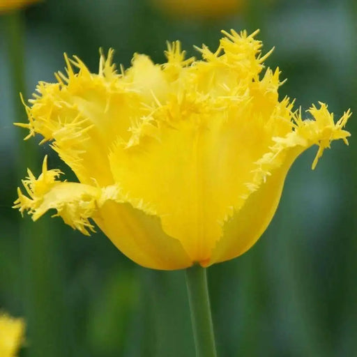 YELLOW Fringed Tulip ( 'Hamilton') BULBS ,FALL PLANTING - Caribbean garden seed