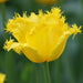 YELLOW Fringed Tulip ( 'Hamilton') BULBS ,FALL PLANTING - Caribbean garden seed