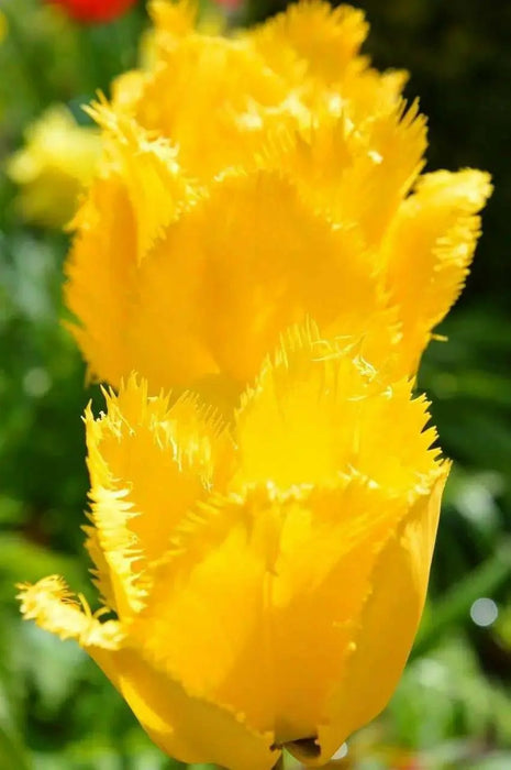 YELLOW Fringed Tulip ( 'Hamilton') BULBS ,FALL PLANTING - Caribbean garden seed