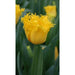 YELLOW Fringed Tulip ( 'Hamilton') BULBS ,FALL PLANTING - Caribbean garden seed