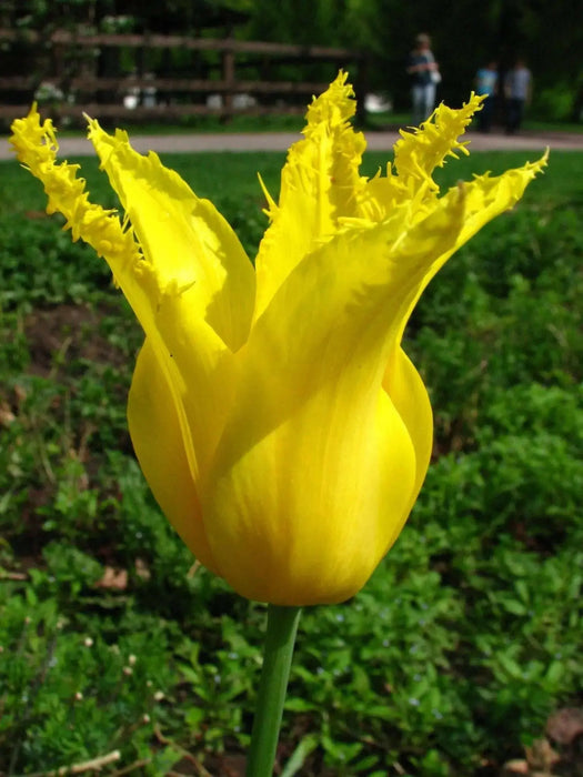 YELLOW Fringed Tulip ( 'Hamilton') BULBS ,FALL PLANTING - Caribbean garden seed