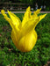 YELLOW Fringed Tulip ( 'Hamilton') BULBS ,FALL PLANTING - Caribbean garden seed