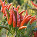 Yatsufusa-Chili PEPPER Seeds ,(Capsicum annuum) Hot ,Asian Vegetable - Caribbean garden seed