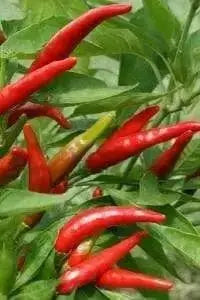 Yatsufusa-Chili PEPPER Seeds ,(Capsicum annuum) Hot ,Asian Vegetable - Caribbean garden seed