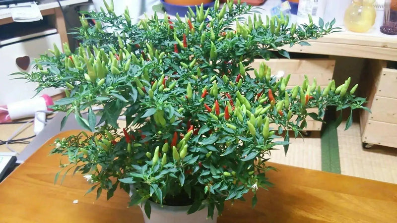 Yatsufusa-Chili PEPPER Seeds ,(Capsicum annuum) Hot ,Asian Vegetable - Caribbean garden seed