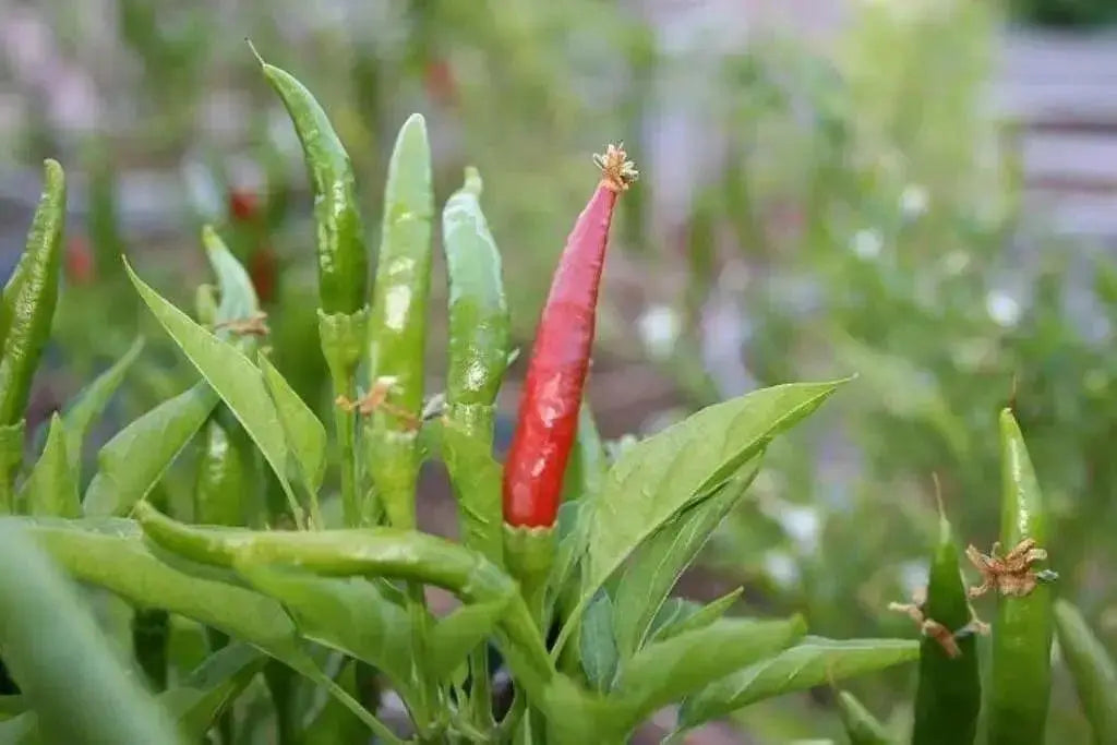 Yatsufusa-Chili PEPPER Seeds ,(Capsicum annuum) Hot ,Asian Vegetable - Caribbean garden seed