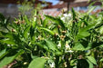 Yatsufusa-Chili PEPPER Seeds ,(Capsicum annuum) Hot ,Asian Vegetable - Caribbean garden seed