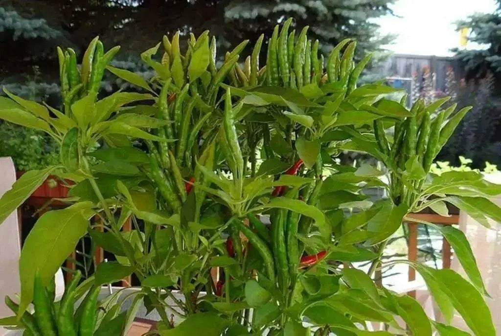 Yatsufusa-Chili PEPPER Seeds ,(Capsicum annuum) Hot ,Asian Vegetable - Caribbean garden seed