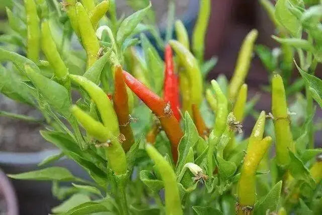 Yatsufusa-Chili PEPPER Seeds ,(Capsicum annuum) Hot ,Asian Vegetable - Caribbean garden seed