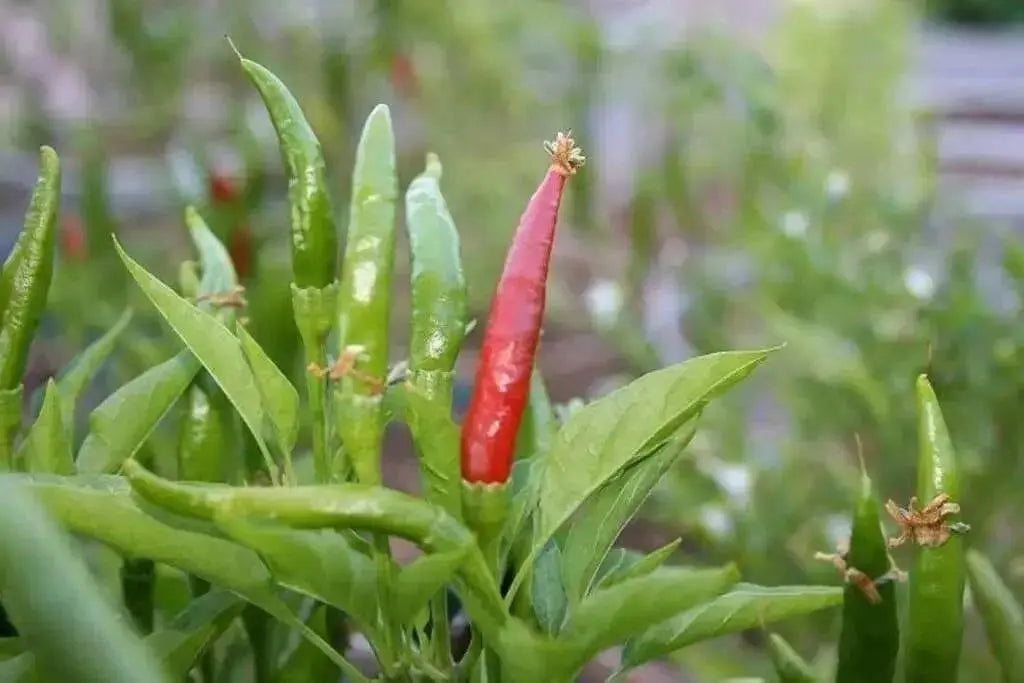 Yatsufusa-Chili PEPPER Seeds ,(Capsicum annuum) Hot ,Asian Vegetable - Caribbean garden seed