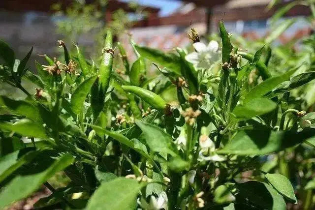 Yatsufusa-Chili PEPPER Seeds ,(Capsicum annuum) Hot ,Asian Vegetable - Caribbean garden seed