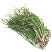 YELLOW SPANISH (Onion Plant,) ANNUAL VEGETABLE - Caribbean garden seed