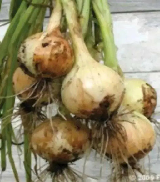 YELLOW SPANISH (Onion Plant,) ANNUAL VEGETABLE - Caribbean garden seed