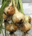 YELLOW SPANISH (Onion Plant,) ANNUAL VEGETABLE - Caribbean garden seed