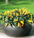 Yellow Ornamental Pepper -Capsicum annuum - Caribbean garden seed