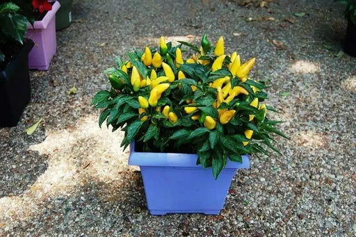 Yellow Ornamental Pepper -Capsicum annuum - Caribbean garden seed