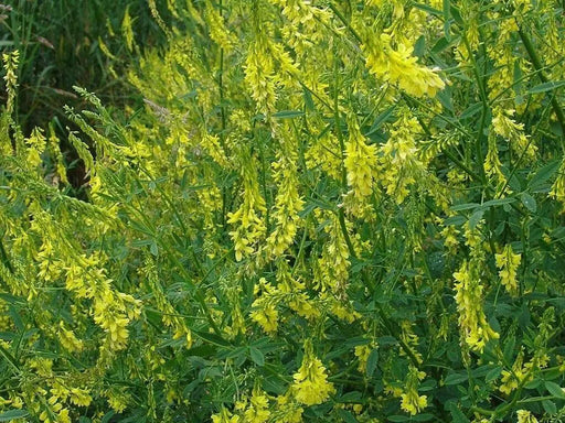 Yellow Sweet Blossom Clover Seed - Caribbean garden seed