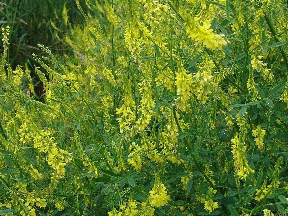 Yellow Sweet Blossom Clover Seed - Caribbean garden seed
