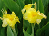 YELLOW King Humbert ,Canna Rhizome. TROPICAL FOLIAGE - Caribbean garden seed