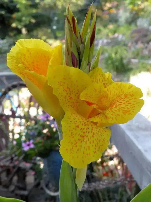 YELLOW King Humbert ,Canna Rhizome. TROPICAL FOLIAGE - Caribbean garden seed