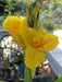 YELLOW King Humbert ,Canna Rhizome. TROPICAL FOLIAGE - Caribbean garden seed