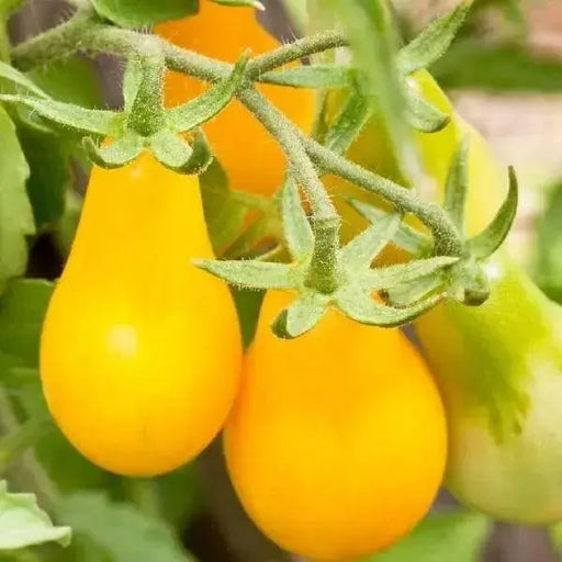 YELLOW PEAR cherry TOMATO, Live STARTER Plant,annual vegetable - Caribbean garden seed