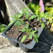 YELLOW PEAR cherry TOMATO, Live STARTER Plant,annual vegetable - Caribbean garden seed