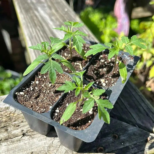 YELLOW PEAR cherry TOMATO, Live STARTER Plant,annual vegetable - Caribbean garden seed