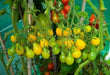YELLOW PEAR cherry TOMATO, Live STARTER Plant,annual vegetable - Caribbean garden seed