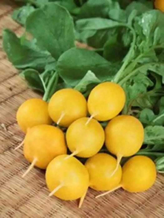 YELLOW RADISH ZLATA RADISH SEEDS (Yellow) unusual Vegetable - Caribbean garden seed