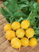 YELLOW RADISH ZLATA RADISH SEEDS (Yellow) unusual Vegetable - Caribbean garden seed