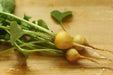YELLOW RADISH ZLATA RADISH SEEDS (Yellow) unusual Vegetable - Caribbean garden seed