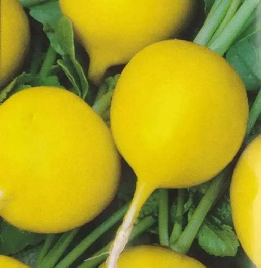 YELLOW RADISH ZLATA RADISH SEEDS (Yellow) unusual Vegetable - Caribbean garden seed