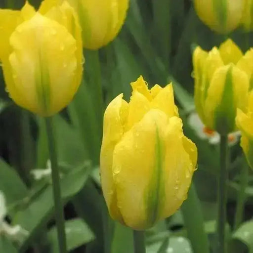 Yellow Spring Green ,Tulip Bulbs , Fall Planting - Caribbean garden seed