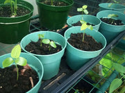 Yellow Passion fruit Seeds, TROPICAL PERENNIAL VINE - Caribbean garden seed