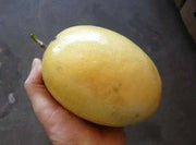 Yellow Passion fruit Seeds, TROPICAL PERENNIAL VINE - Caribbean garden seed