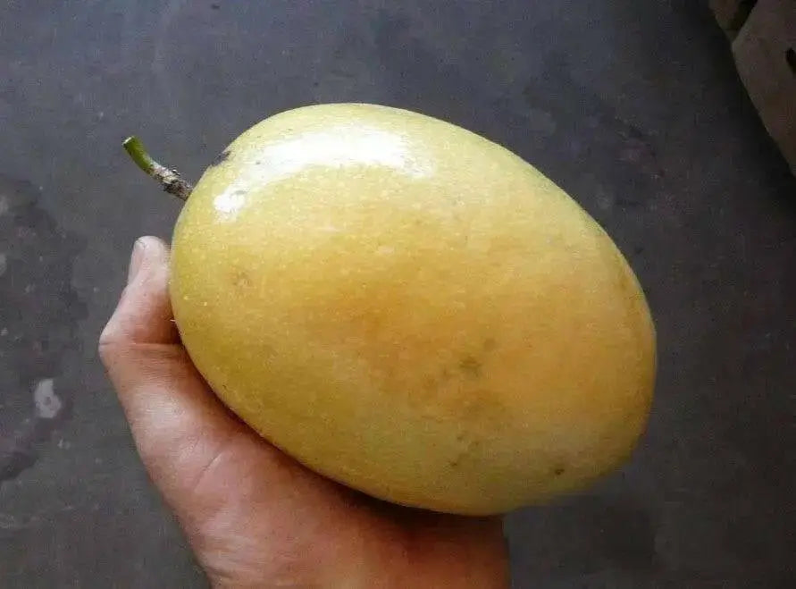 Yellow Passion fruit Seeds, TROPICAL PERENNIAL VINE - Caribbean garden seed